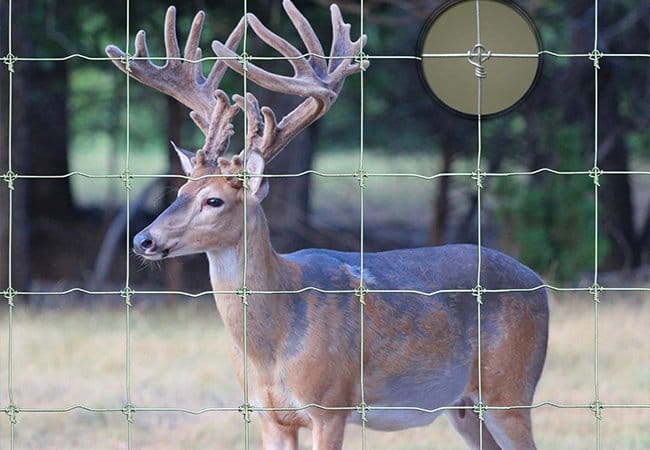 Fixed Knot Fence2